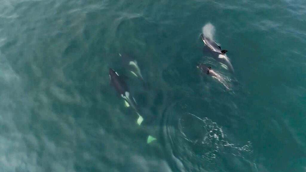 Southern Resident killer whales as seen from the air.